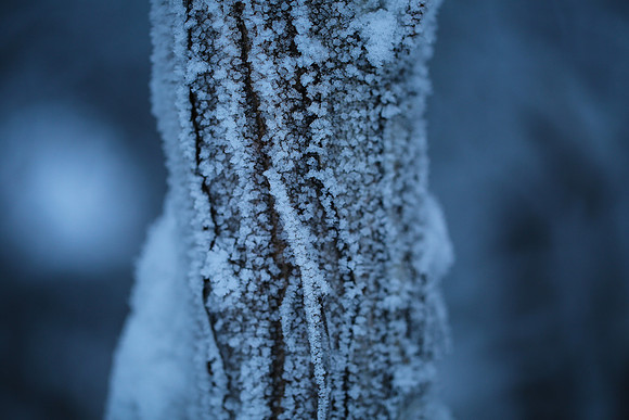 Cold Tree