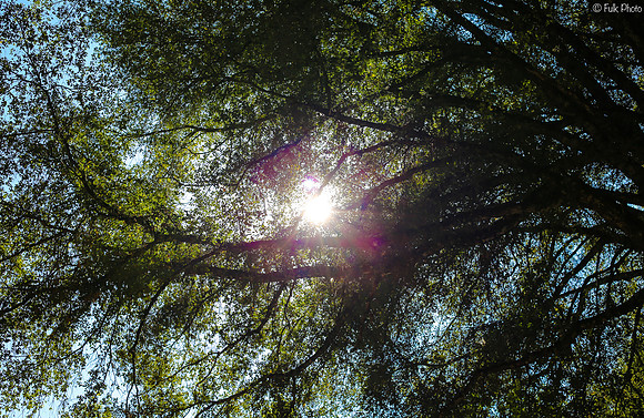 Under the Light