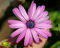 Crazy Daisy