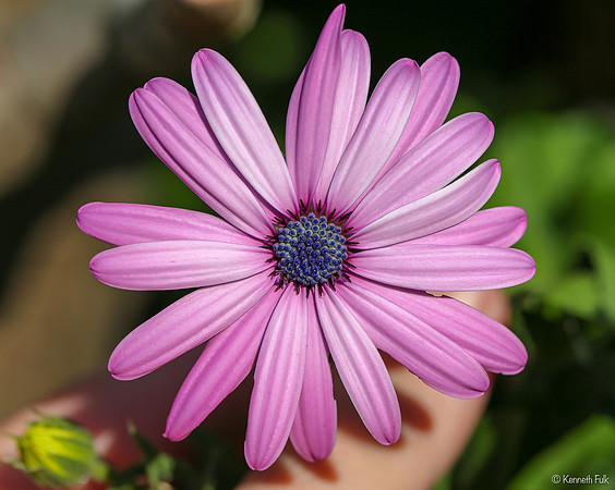 Crazy Daisy