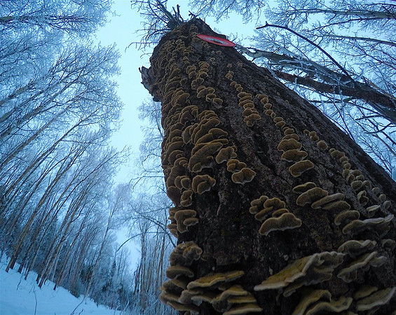 Frosty Fungi